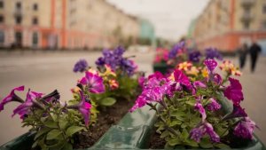 «Лето цветов»: улицы Мурманска в теплый сезон украшали более 175 тысяч ярких растений