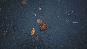 «Уровень бодрости — лягушонок на асфальте»: кировчане делятся кадрами из осеннего парка и вспоминают тюльпановое лето
