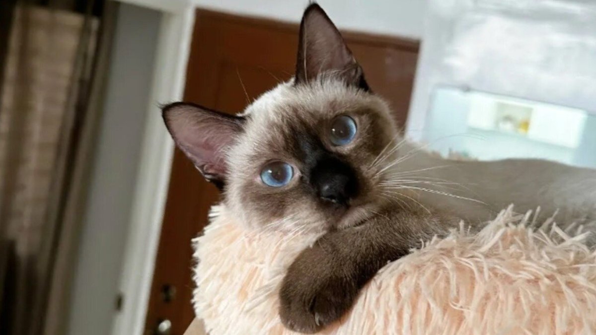 кошка