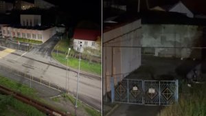 «Лежишь и с ума сходишь»: в Североморске жителей улицы Колышкина год изводит ночной лай собак