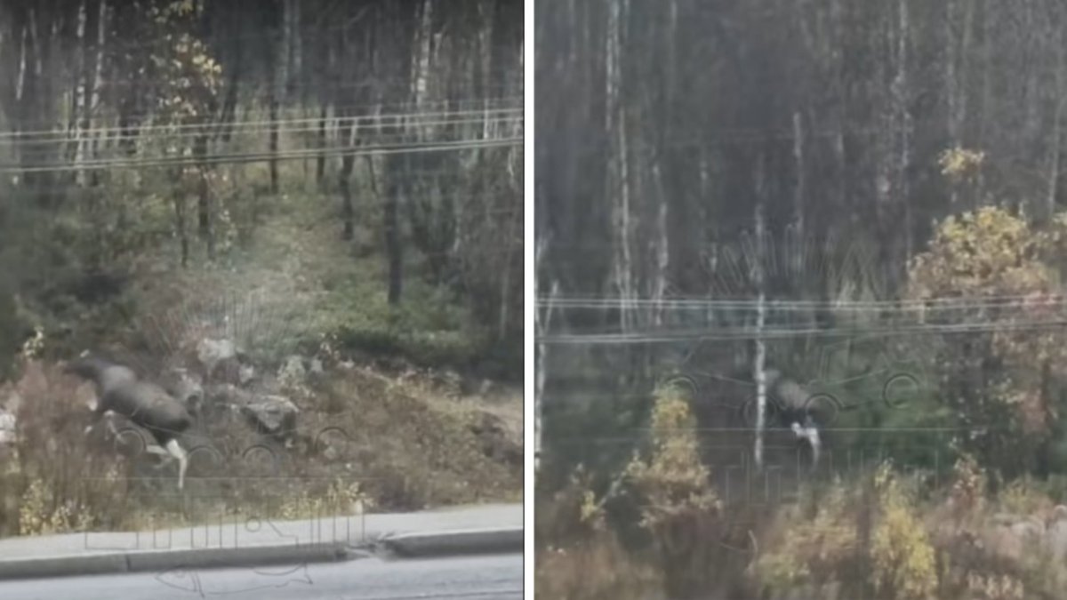 Лось в черте Мурманска