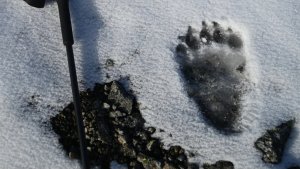 В Хибинах туристы наткнулись на медвежьи следы на снегу
