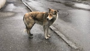 В Мурманске на Пономарева прохожий спас девочку от окружившей её стаи собак