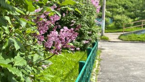 В Мурманске вор в маске заклеил камеру жвачкой ради кражи куста сирени у соседей