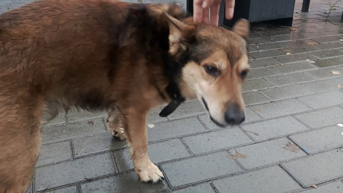 Собака на улице