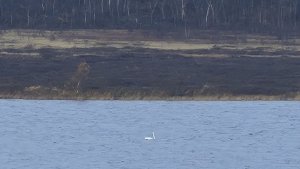 Под Никелем заметили одинокого лебедя, хотя его собратья уже покинули регион