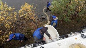 Из спецмашины через шланг: в Ковдозерское водохранилище выпустили партию подросшего сига