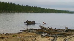«Познает мир»: фотоловушка в Лапландском заповеднике сняла заплыв очаровательного лосёнка с мамой