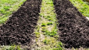 После урожая — максимально необходимо: 200 г на грядку в октябре — к весне почва превращается в чернозём