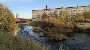 «Проблема с длинной бородой»: в Ловозере берега Вирмы превращаются в заросли кустарника