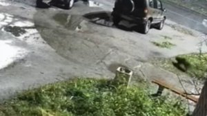 «Пришлось убегать с маленьким ребенком»: жителей Апатитов напугала мечущаяся по улицам росомаха