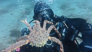 Подводный «рэкет»: в Баренцевом море краб устроил проверку оборудования карельским дайверам