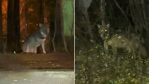 «Можно его выловить и выпустить в лес?»: в Полярных Зорях жители рассказали о замеченном у домов волке