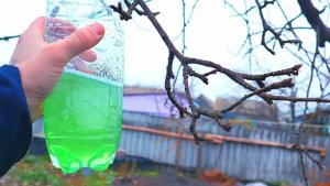 Чем обработать яблони и груши в октябре: медным или железным купоросом — ответ агронома, сад здоровый