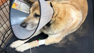 В Апатитах покусанному алабаями бездомному псу Рыжику собирают деньги на лечение