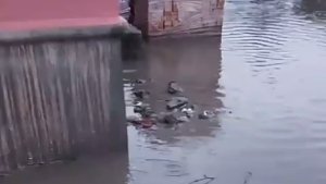 «Ремонт насмарку»: в Мурманске обновленный фасад дома на Павлова утонул в потоках воды