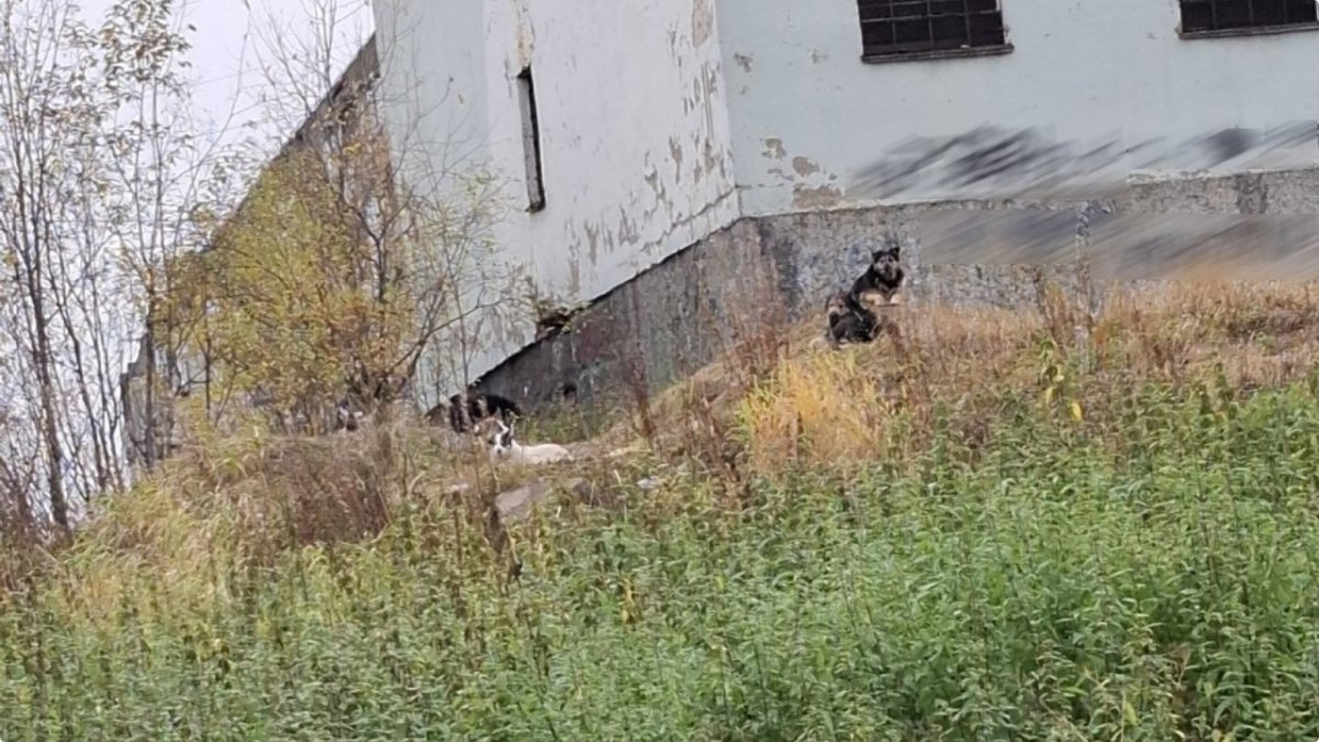 Бродячие собаки в Сафонове