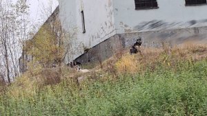 «Устраивают вой под окнами»: жителей Сафонова-1 пугают своры бездомных собак