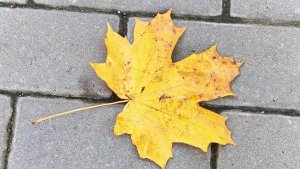 Аномальные +8 °C и скрытый лед: в Мурманской области синоптики предупредили о коварной погоде на выходных