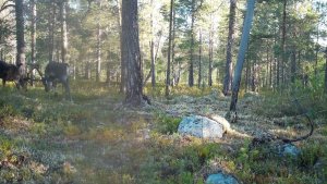 Рогатые нарушители: в «Пасвике» засняли баталию двух северных оленей