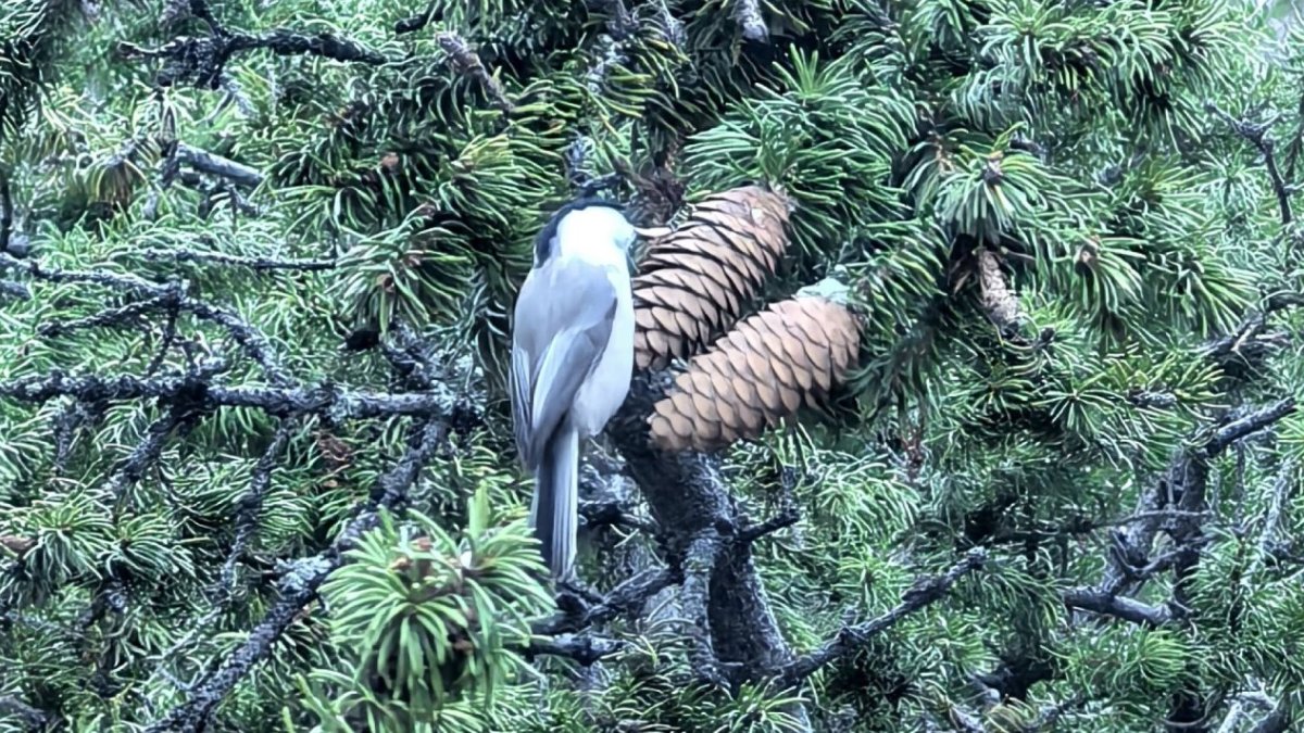 Птица на дереве в ПАБСИ