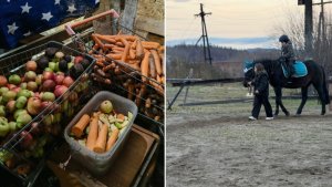 Гора яблок и дом для лошадей-ветеранов: северяне поддержали конный клуб в Никеле