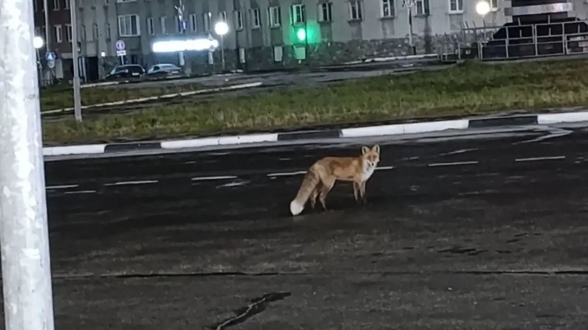 Лиса стоит в темное время суток на асфальте в городе поздней осенью.