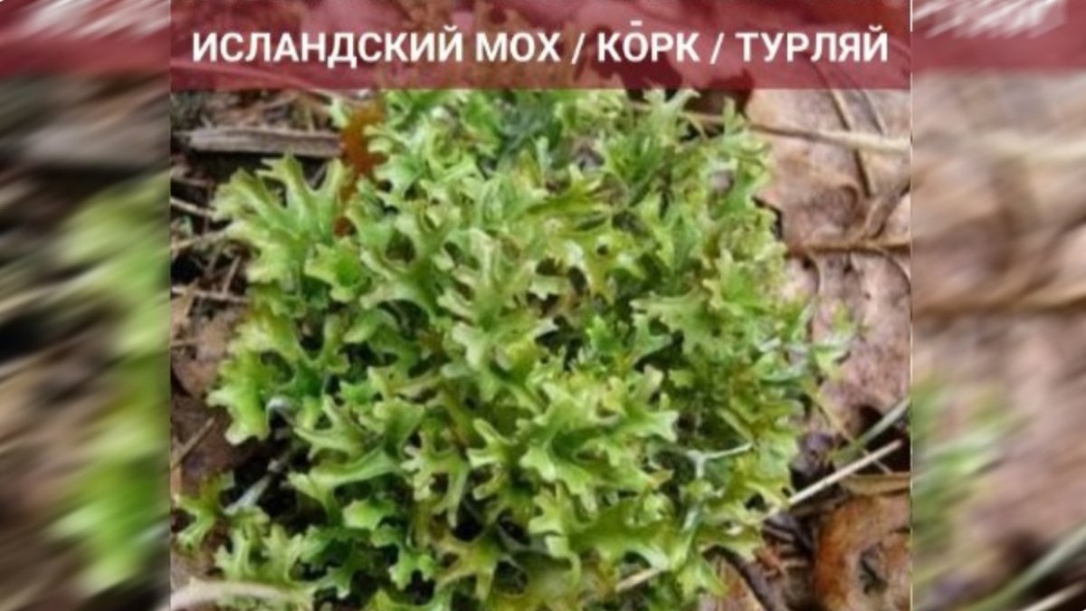 Цифровая карточка северного растения