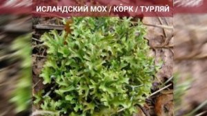 Названия на трех языках и секреты тундры: в Ловозере создали цифровой гид по северным растениям
