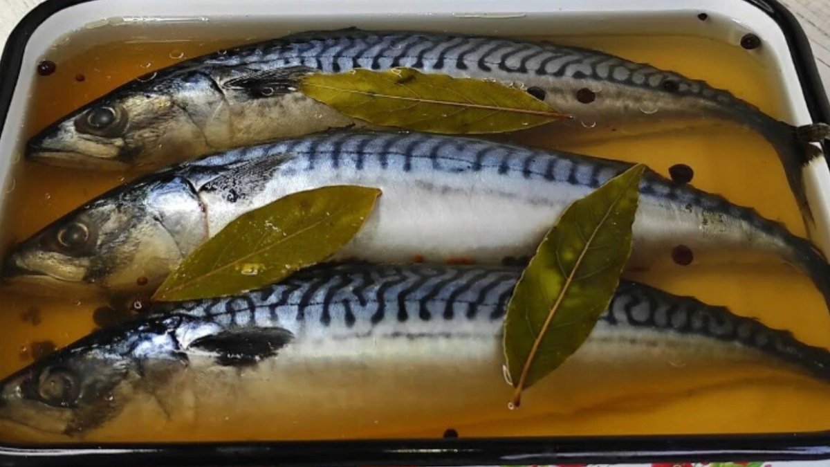 скумбрия