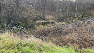 В Мурмашах на улице Тягунова срубленные деревья бросили в русло ручья