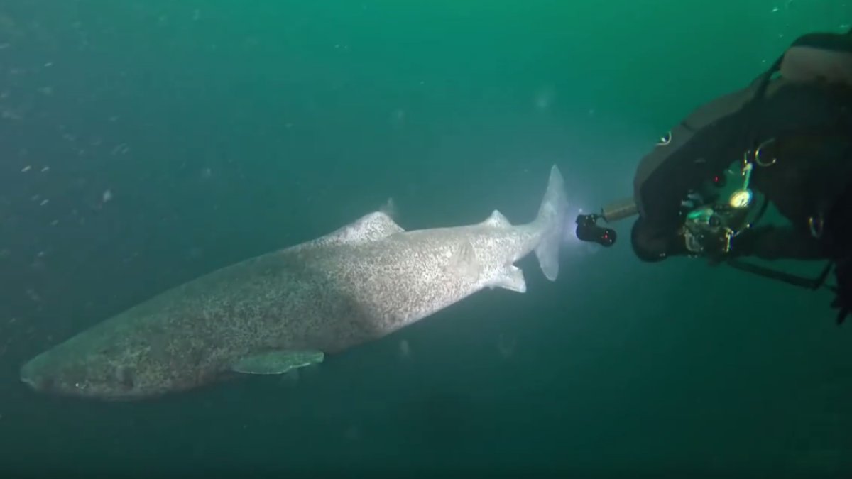 В Баренцевом море дайверы сняли на камеру 200-летнюю гренландскую акулу