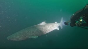 В Баренцевом море дайверы сняли на камеру 200-летнюю гренландскую акулу