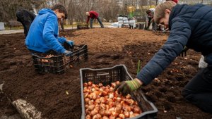 В палитре — красный и жёлтый: в Мурманске к весне высадили более 14 тысяч луковиц морозостойких тюльпанов