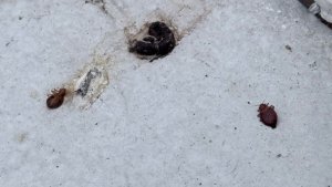 «На оконной сетке кишат клопы»: в Мурмашах на улице Тягунова подвальные паразиты штурмуют окна дома