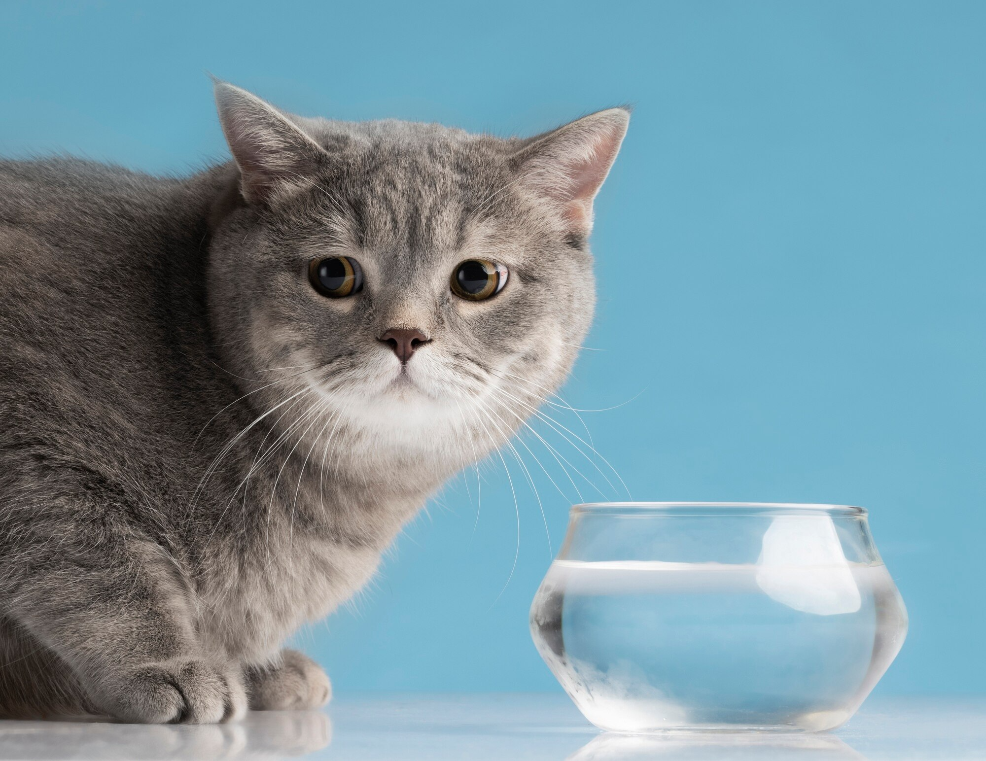 Кошка мало пьёт: 4 причины, по которым ваша кошка может пить мало воды + как решить эту проблему