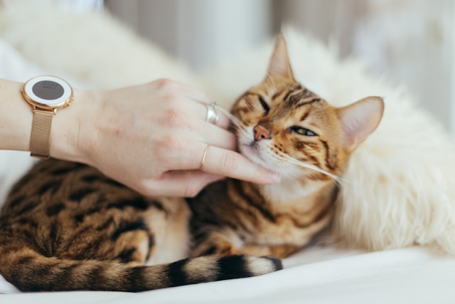 Убери свои руки: здесь кошку гладить не стоит — 7 запретных точек