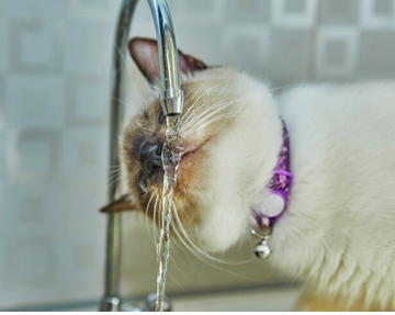 Кот и водопровод: полезна ли кошкам вода из-под крана — ответ однозначный