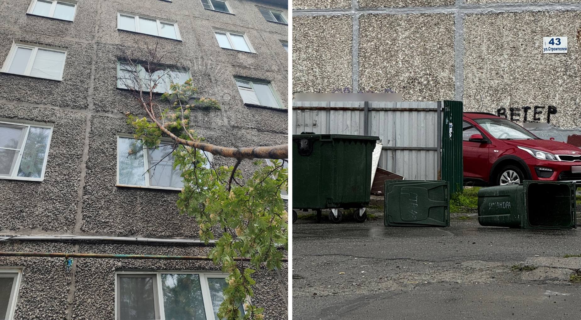 В Мурманске сильный ветер повалил деревья на окна и авто, в Апатитах — снес мусорные баки