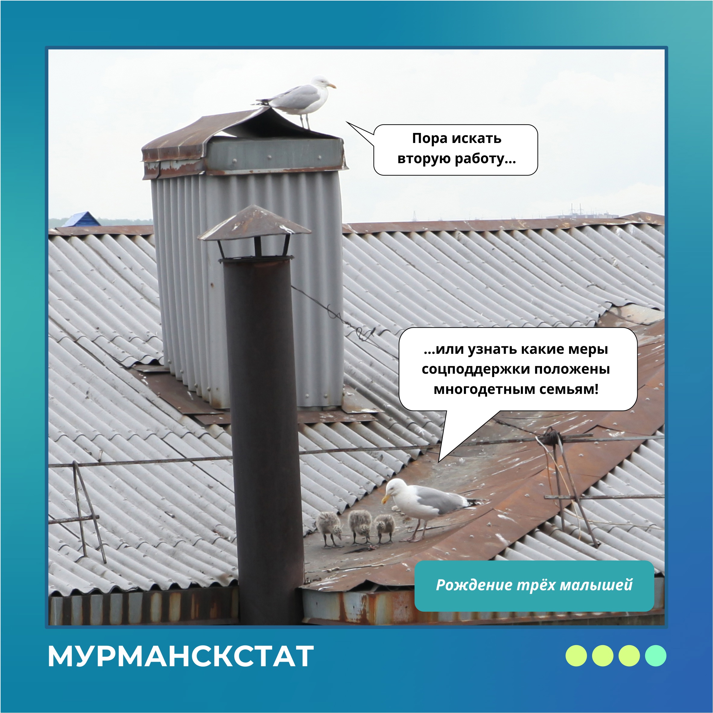 Птичья верность: сотрудники Мурманскстата создали комикс о семье чаек
