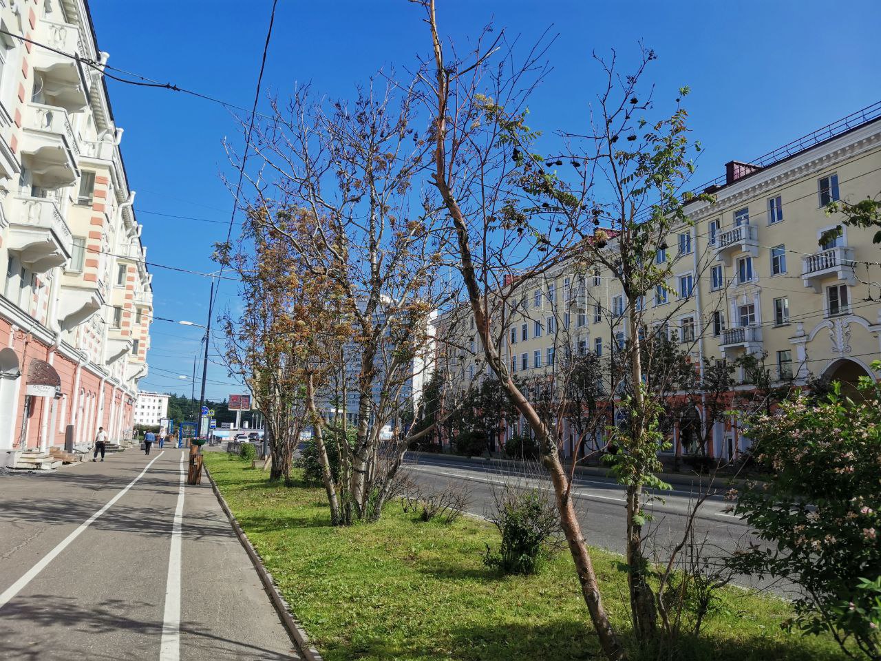 «Деревья в центре Мурманска сохнут не от гирлянд»: директор ПАБСИ Евгений Боровичев