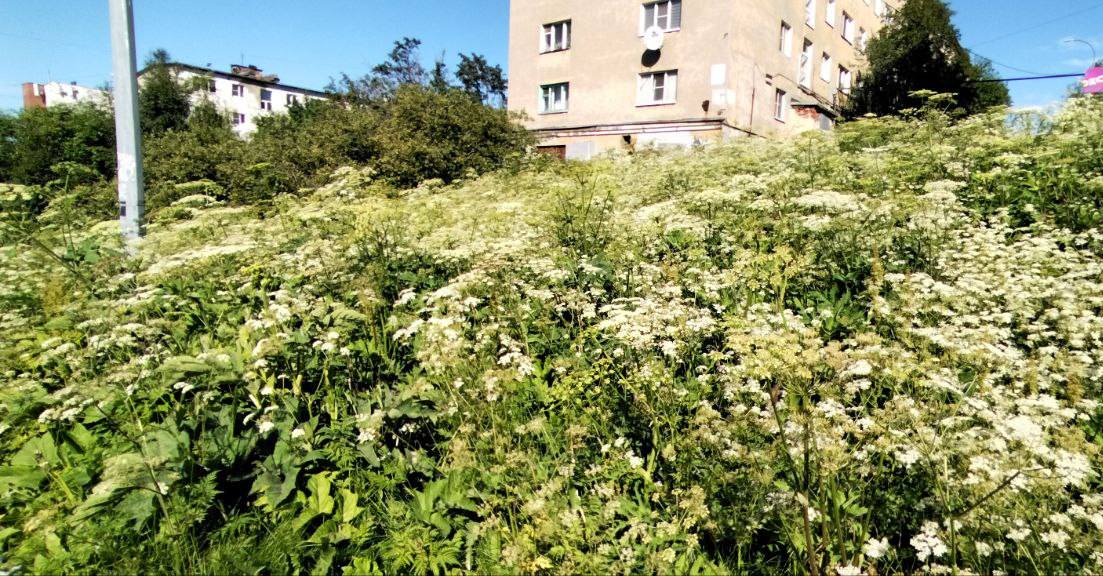 «Помогите, двор зарос борщевиком»: жители Заполярья ждут покоса опасного сорняка