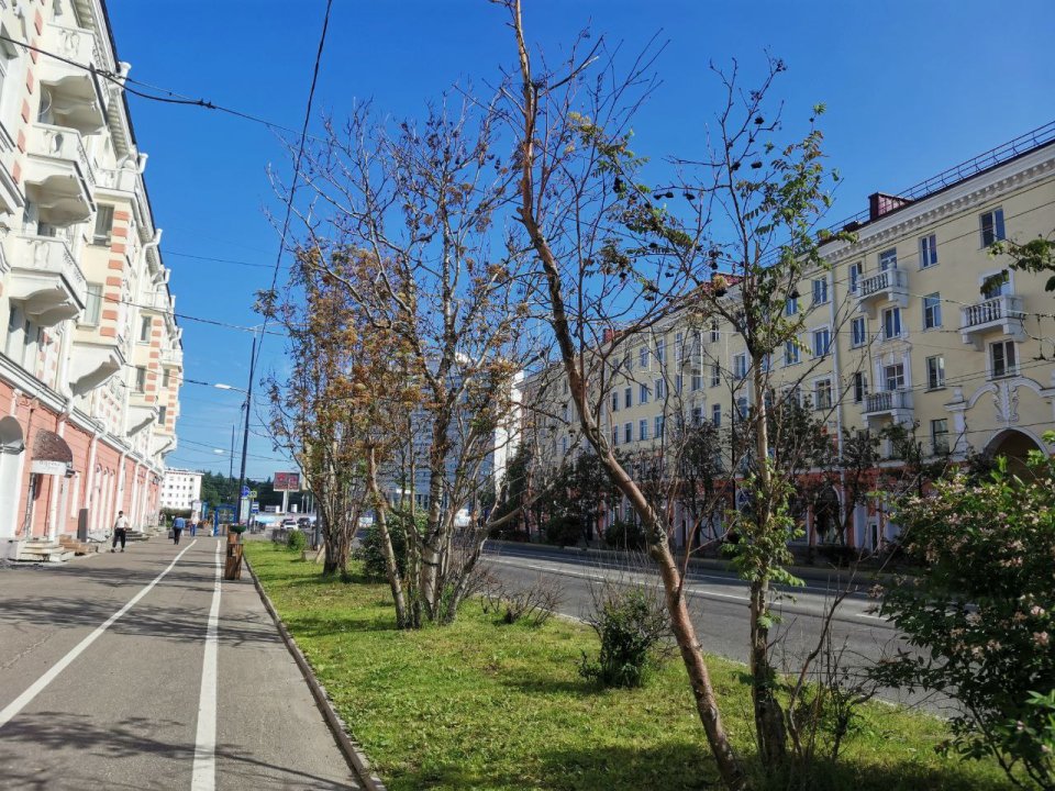 Назвать точную причину засыхания деревьев в Мурманске невозможно — мэрия