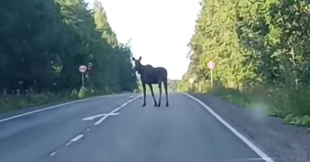Мурманским водителям на «ленинградке» в Карелии советуют быть внимательнее: лоси спровоцировали 20 ДТП