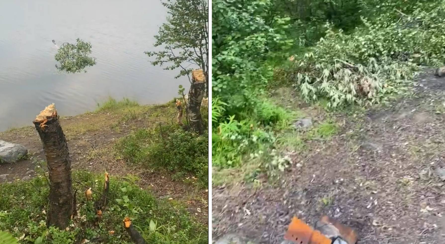 На озере Среднем в Мурманске отдыхающие срубили деревья и замусорили поляну — соцсети