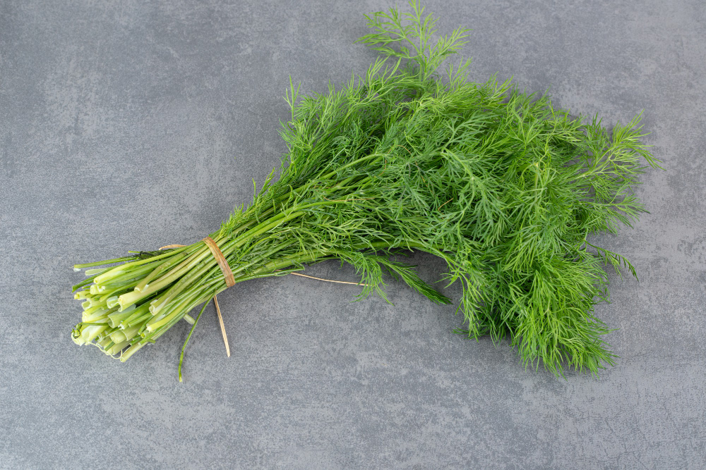 Куча укропа — и растет само: почему у кого-то укропа густо, а кого-то — пусто