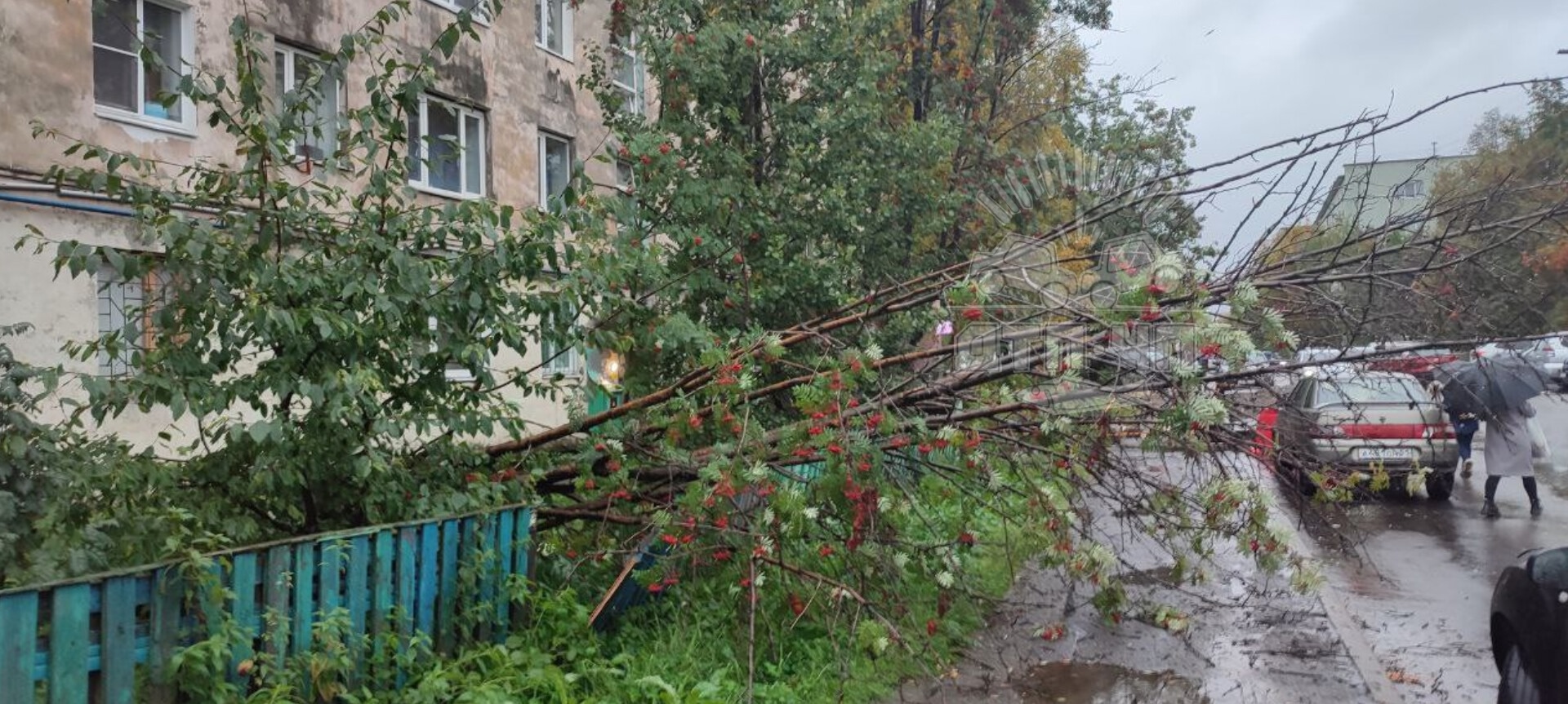 В Мурманске порывом ветра снесло деревья