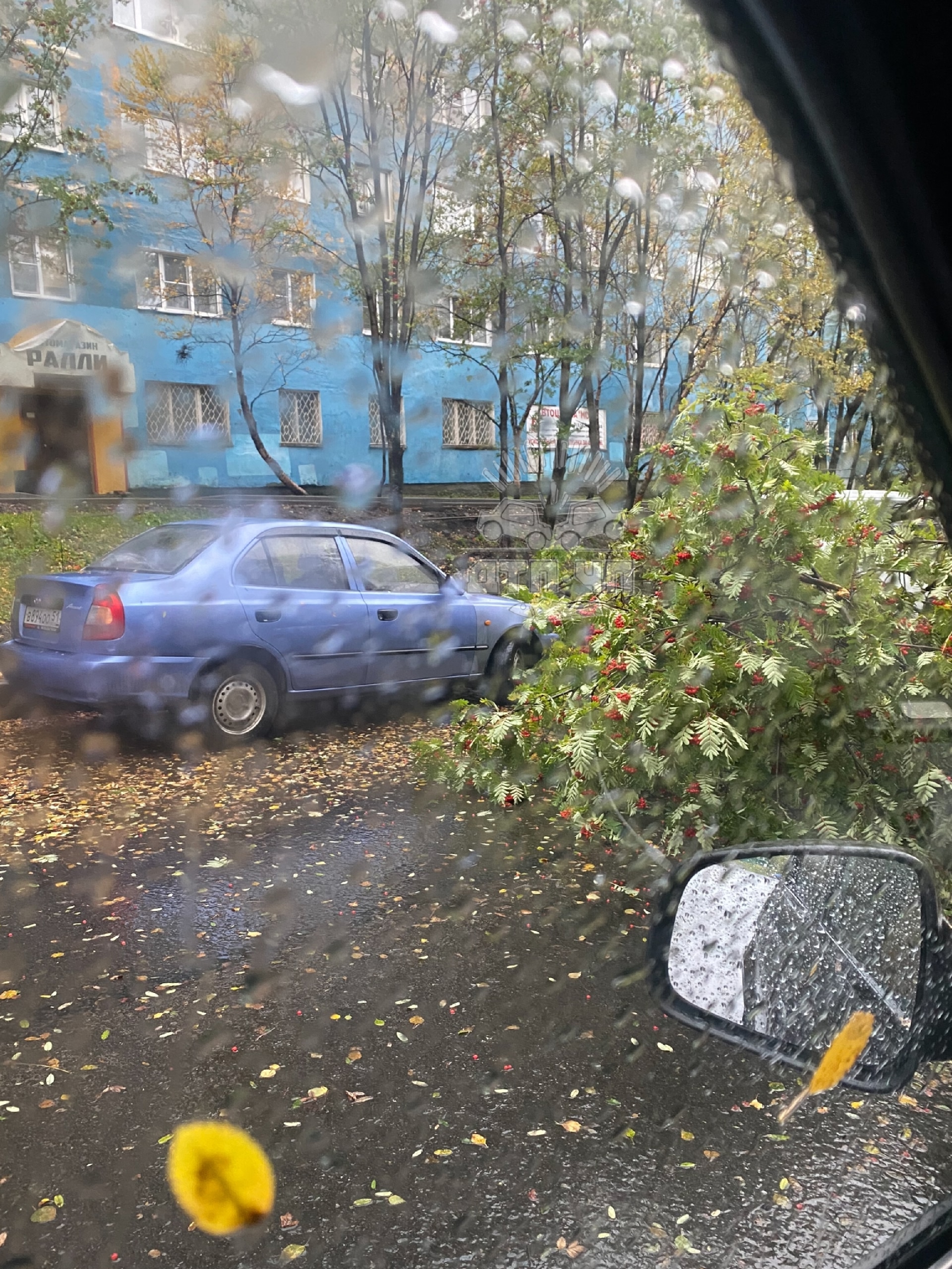 В Заполярье продолжается древопад – упавшая рябина на Гаджиева в Мурманске перегородила дорогу