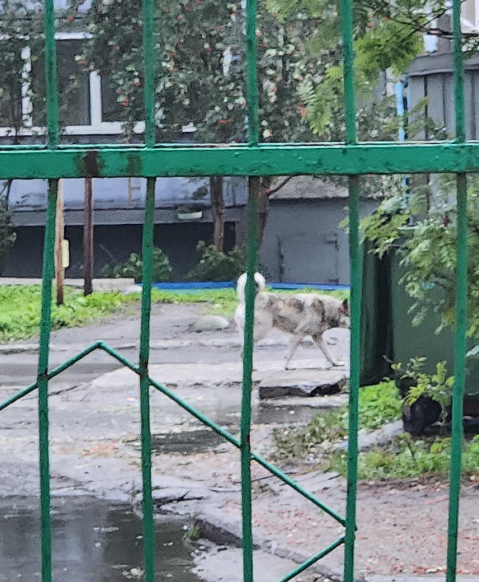 Возле детсада в мурманской Росте на прохожих нападает собака – уже есть пострадавшие