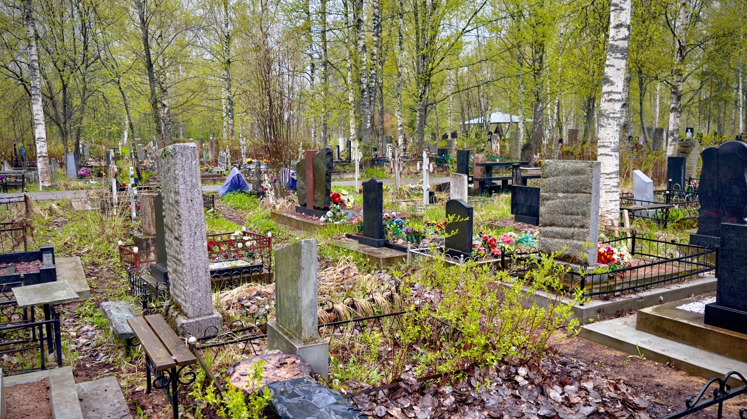 На кладбище в Апатитах медведь разрыл могилы и поломал кресты
